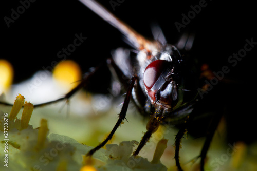 fly eyes © Григорий Пашков