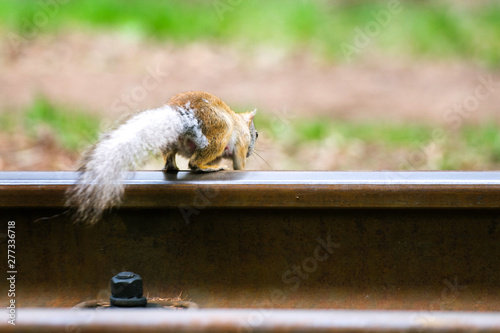 Fototapeta Naklejka Na Ścianę i Meble -  Cute gray squirrel sitting on an railway rail