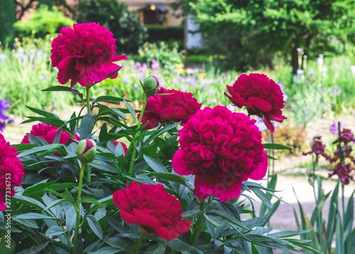 Fototapeta Naklejka Na Ścianę i Meble -  bush of bright crimson peonies in the garden