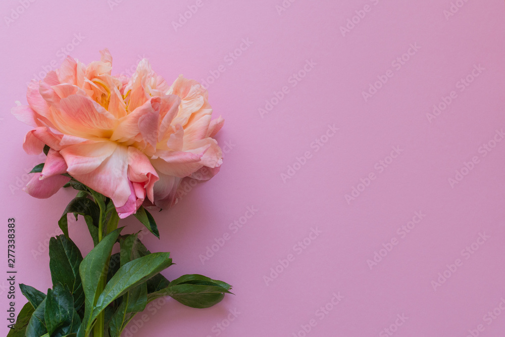 Top view of a peony , flower on pink background, flat lay, copy space