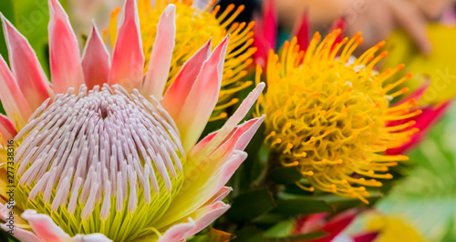 bright colored King Protea from the Fynbos of Cape Town South Africa