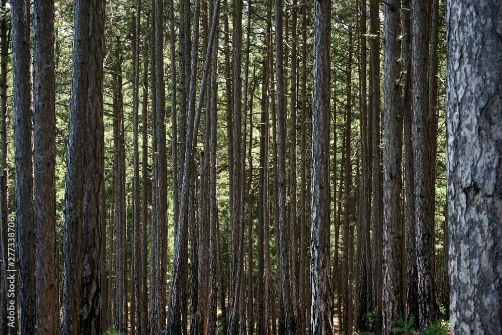 many trunks of large pines in the mountain forest