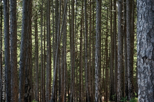many trunks of large pines in the mountain forest