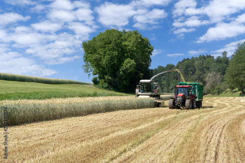 Feldh  cksler und Traktor mit Anh  nger bei der Ernte von Ganzpflanzensilage f  r Biogas auf einem Getreidefeld