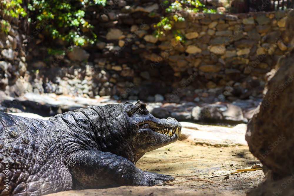 Obraz premium Krokodil, Reptilien