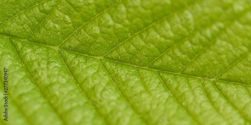 fresh green leaf with a pattern of veins