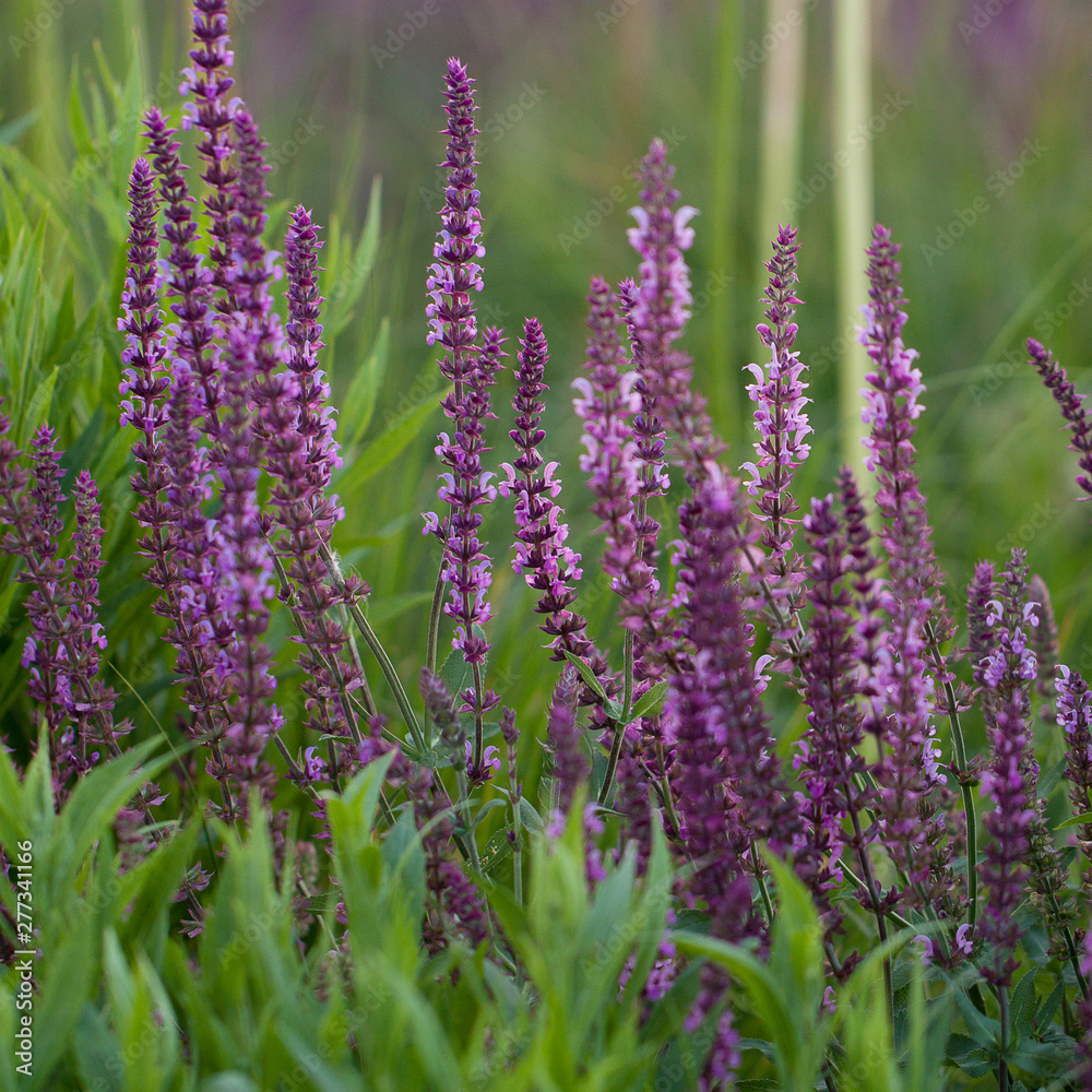 beautiful bright sage flowers adorn the summer park or garden beautiful bright sage flowers adorn the summer park or garden