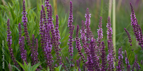 beautiful bright sage flowers adorn the summer park or garden