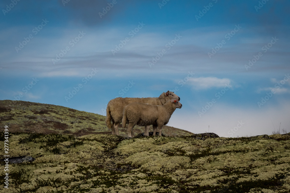 Obraz premium sheep in the mountains
