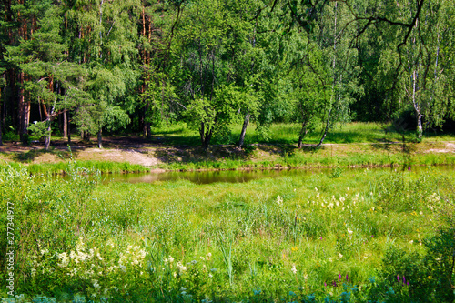 a small river in the forest in summer