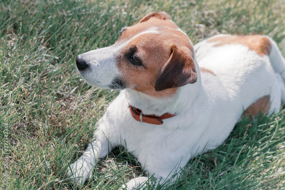 How Do You Calm A Jack Russell Terrier