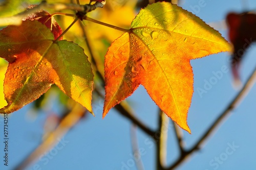 Close up orange and red maple leaf with colorful leaves and blue sky in autumn background. Nature concept.