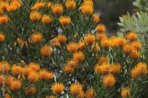 Banksia Pflanze photo