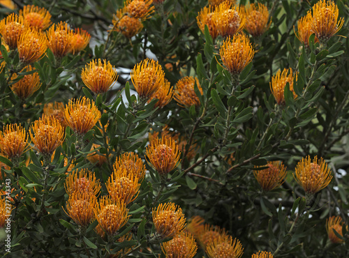 Banksia Pflanze