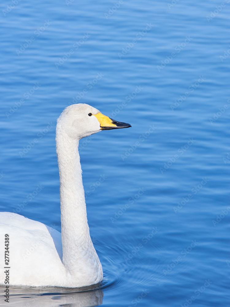 ハクチョウ　泳ぐ　優雅