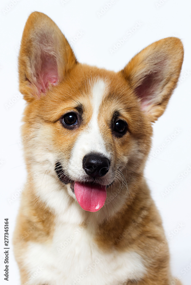 cute welsh corgi puppy smiling
