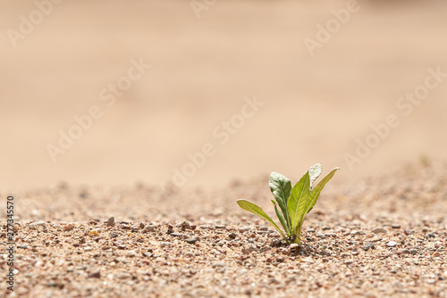 Young seedling growing in a desert sand. The concept of survival. Photo with copy space.