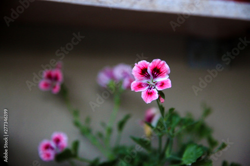 Beautiful bright flower geranium in a pot