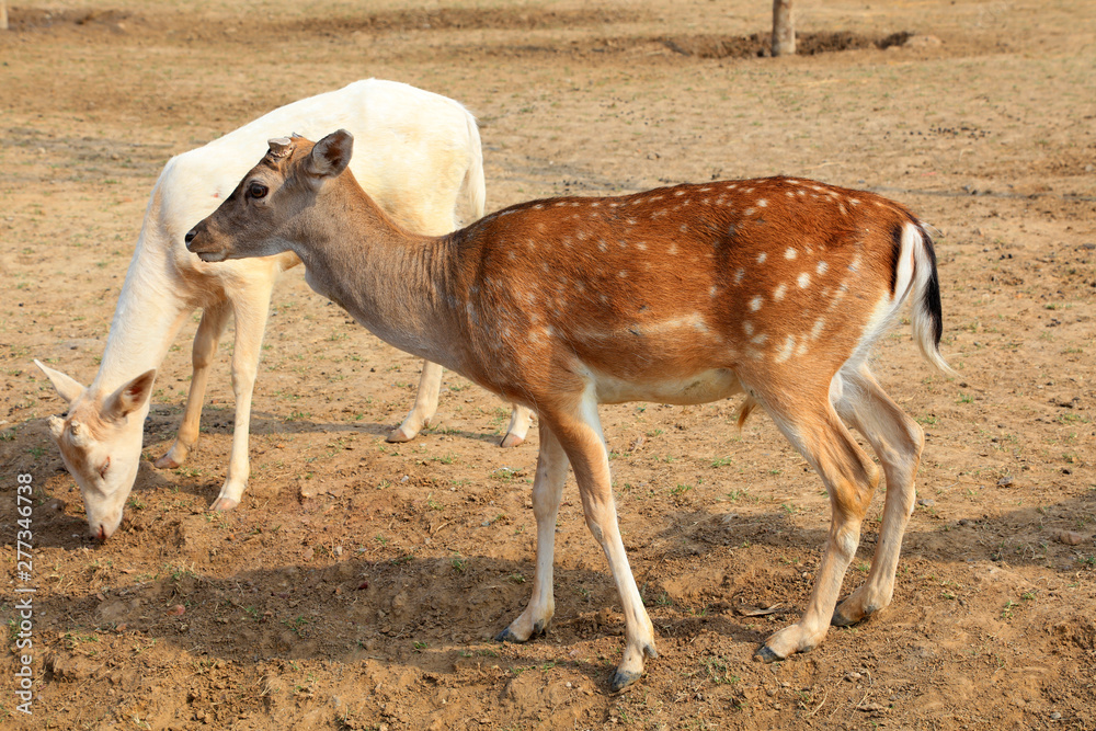 Sika deer in the zoo Sika deer in the zoo