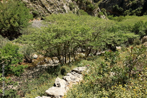 Trail in Kollita gorges (Moudriano, Poros, Moundros gorge), Crete, Greece photo