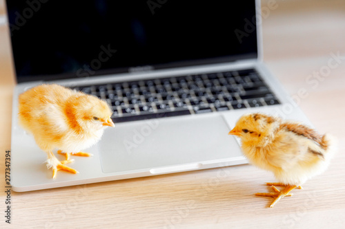 Newborn Chicken on silver laptop. Back to school or beginner user concept. photo