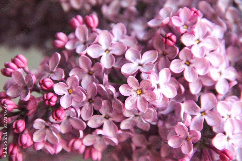Lilac bouquet, selective focus. The magic of lilac flowers with five petals Lilac bouquet, selective focus. The magic of lilac flowers with five petals