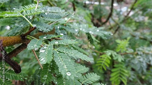 Video of Water drop on small green leaf in Rainy session with shining water drop