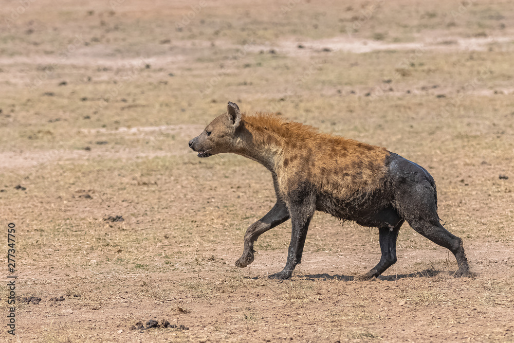 hyena covered with mud running in the savannah hyena covered with mud running in the savannah