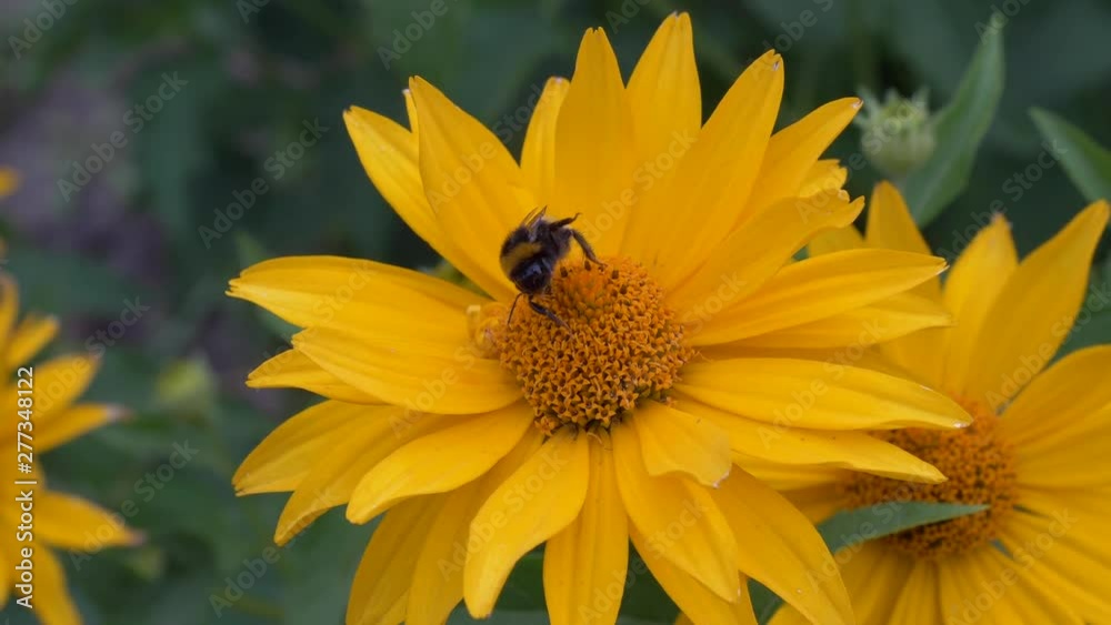 bee bumblebee pollinates white beautiful flowers in the garden bee bumblebee pollinates white beautiful flowers in the garden