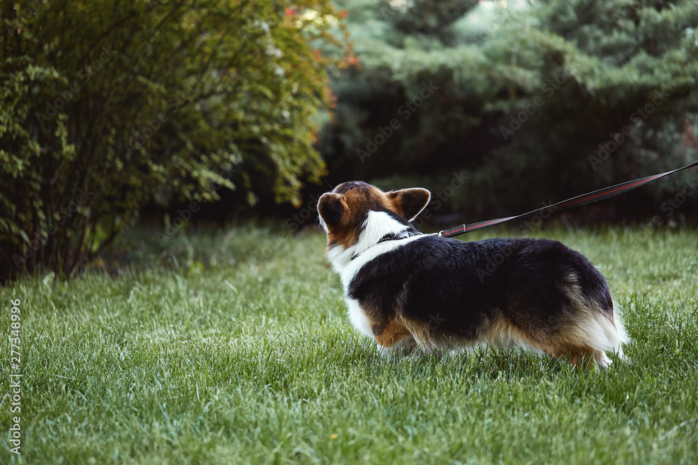 Beautiful and adorable Welsh Corgi dog walks at the park. Pembroke Welsh Corgi, cute Corgi dog posing in the grass outdoors. back view