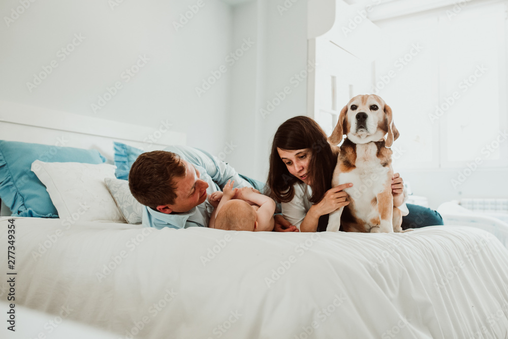 .Sweet family playing at home with their little baby on the bed while their beagle dog take care of them. Children and dogs a relationship of love. Lifestyle .Sweet family playing at home with their little baby on the bed while their beagle dog take care of them. Children and dogs a relationship of love. Lifestyle