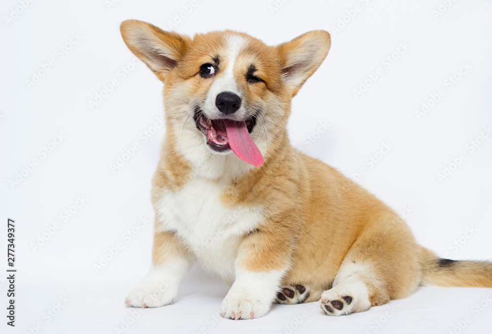 sly puppy blinks an eye, welsh corgi