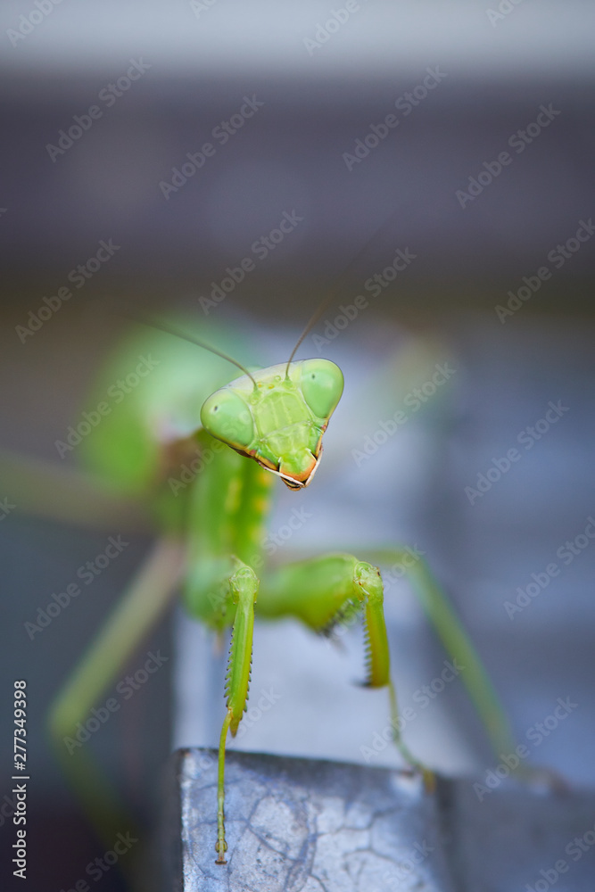 カマキリの顔 アップ 正面 カマキリの顔 アップ 正面