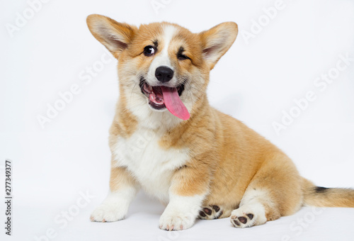 sly puppy blinks an eye  welsh corgi