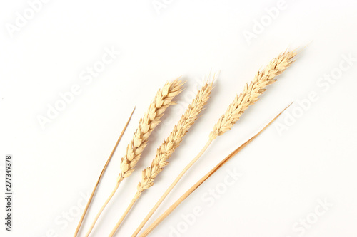 spikelets of wheat on a white background photo