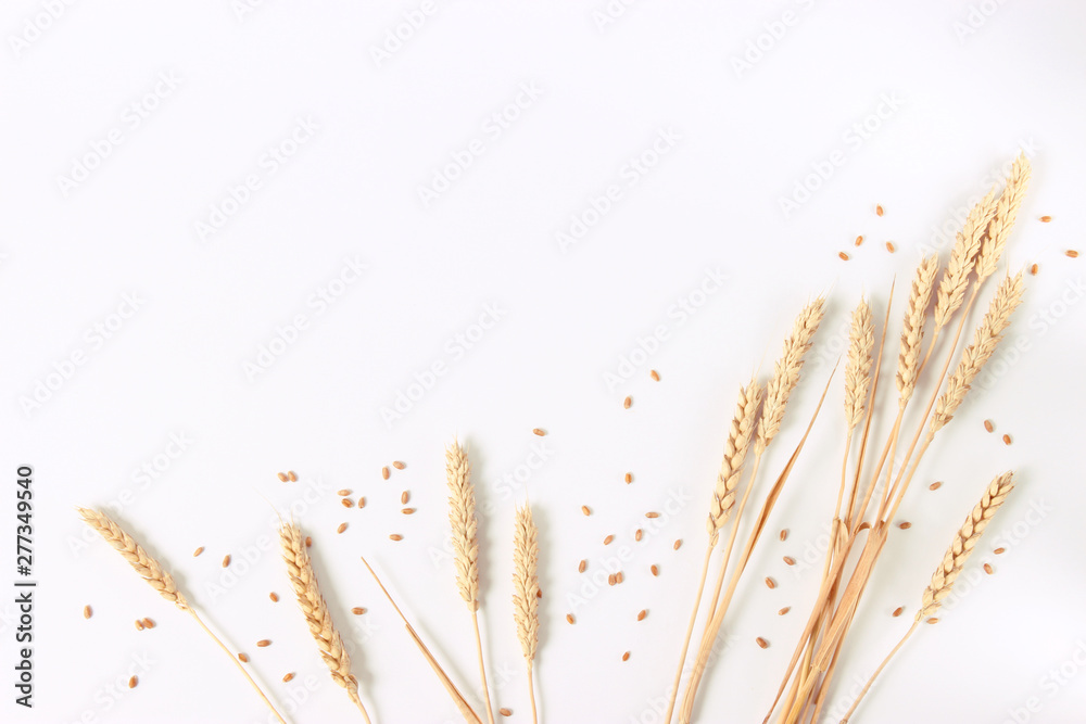 spikelets of wheat on a white background - obrazy, fototapety, plakaty 