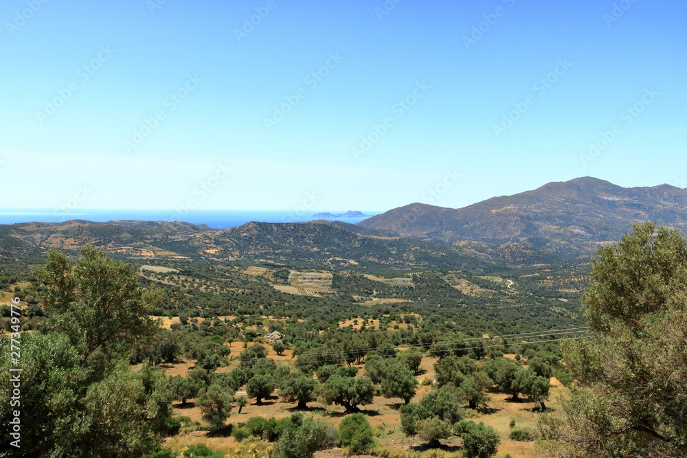 Obraz premium Olive plantations Crete, Greece, Europe