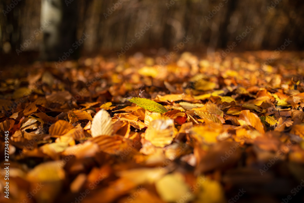 Autumn leaves on forest ground_001