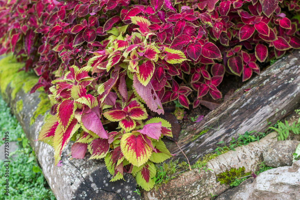 Close up of Coleus or Painted nettle with wood and rock background in garden,Doi Tung Royal Villa,Thailand