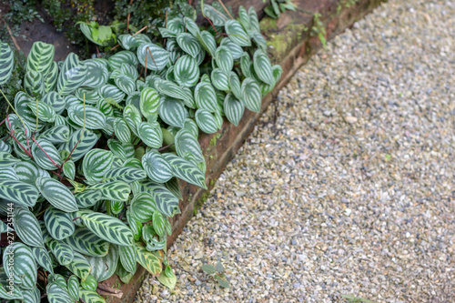 Calathea zebrina (The zebra plant) and Gravel in garden in Thailand (Selective focus) with copy space.