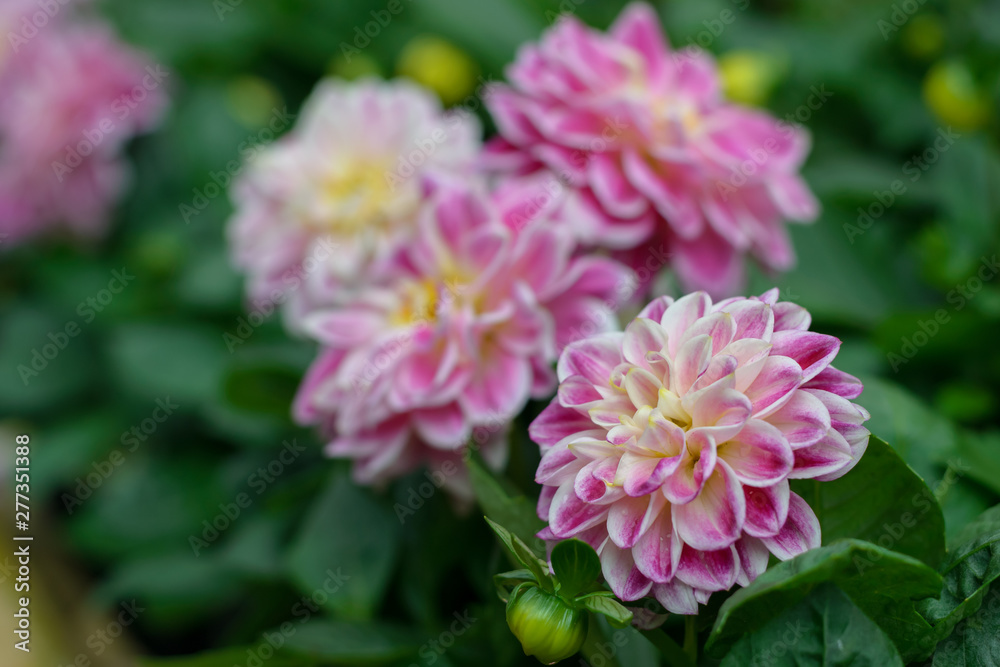 Fototapeta premium Beautiful pink chrysanthemums blooming in garden,Thailand