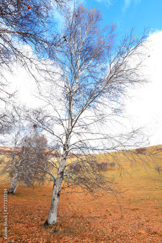 Inner Mongolia Ulan grassland scenery white birch