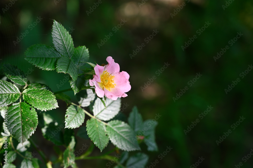 Flower of wild rose and green leaves. Flower of wild rose and green leaves.