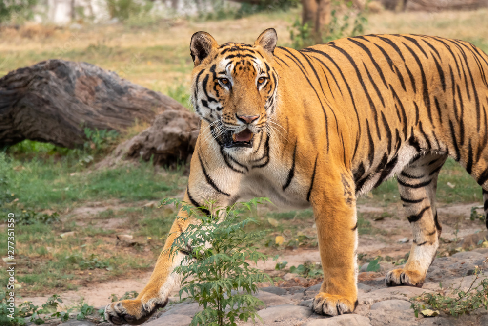 Royal Bengal tiger Looking aggressively into the distance at Zoo Royal Bengal tiger Looking aggressively into the distance at Zoo