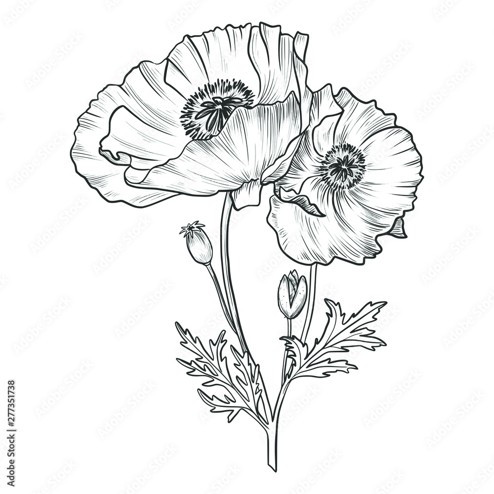 Sketch pen and ink vintage poppy bouquet illustration, draft silhouette drawing, black isolated on white background. Botanical graphic etching design.