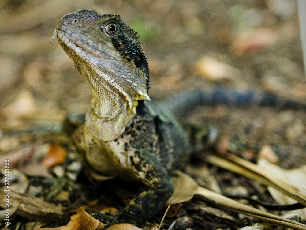 Obraz premium Eastern Water Dragon