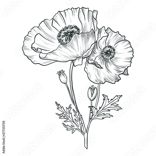 Sketch pen and ink vintage poppy bouquet illustration  draft silhouette drawing  black isolated on white background. Botanical graphic etching design.