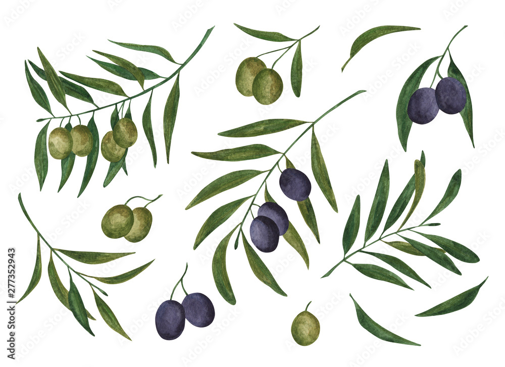 set of watercolor olives and olive branches set of watercolor olives and olive branches