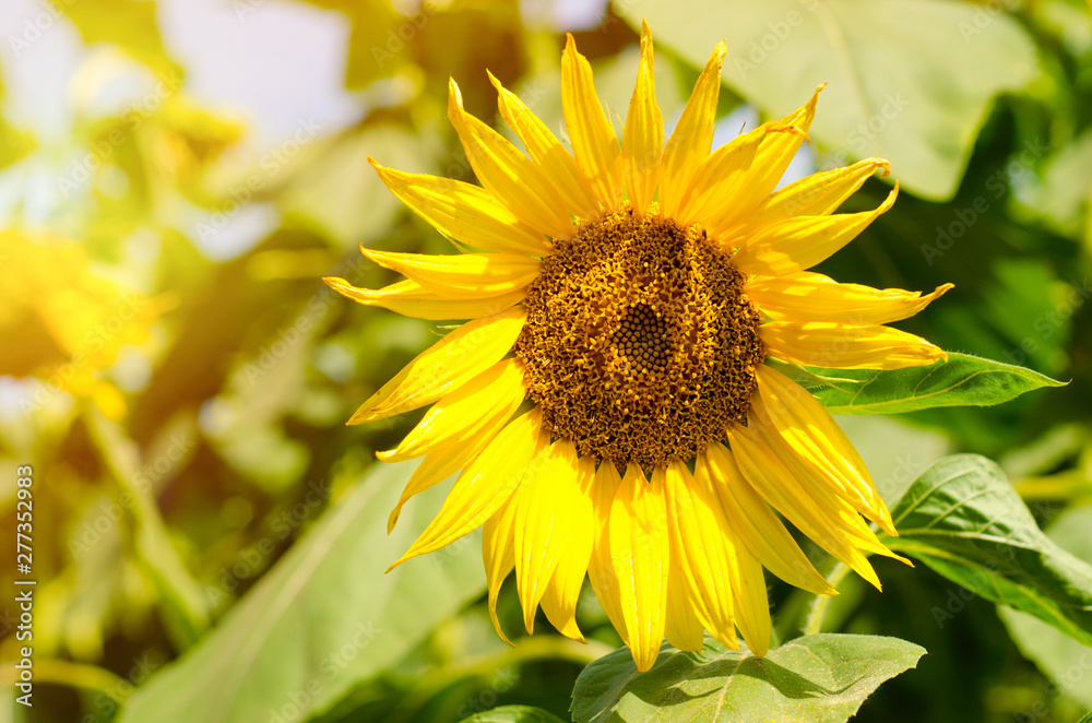 Obraz premium sunflower in the field