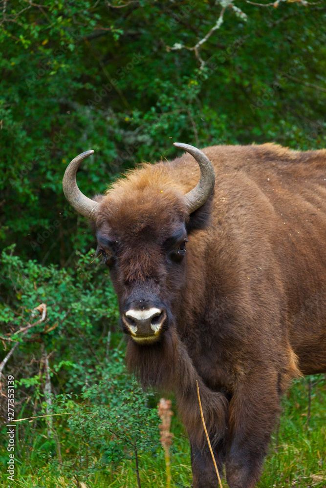WISENT or EUROPEAN BISON - BISONTE EUROPEO (Bison bonasus) WISENT or EUROPEAN BISON - BISONTE EUROPEO (Bison bonasus)
